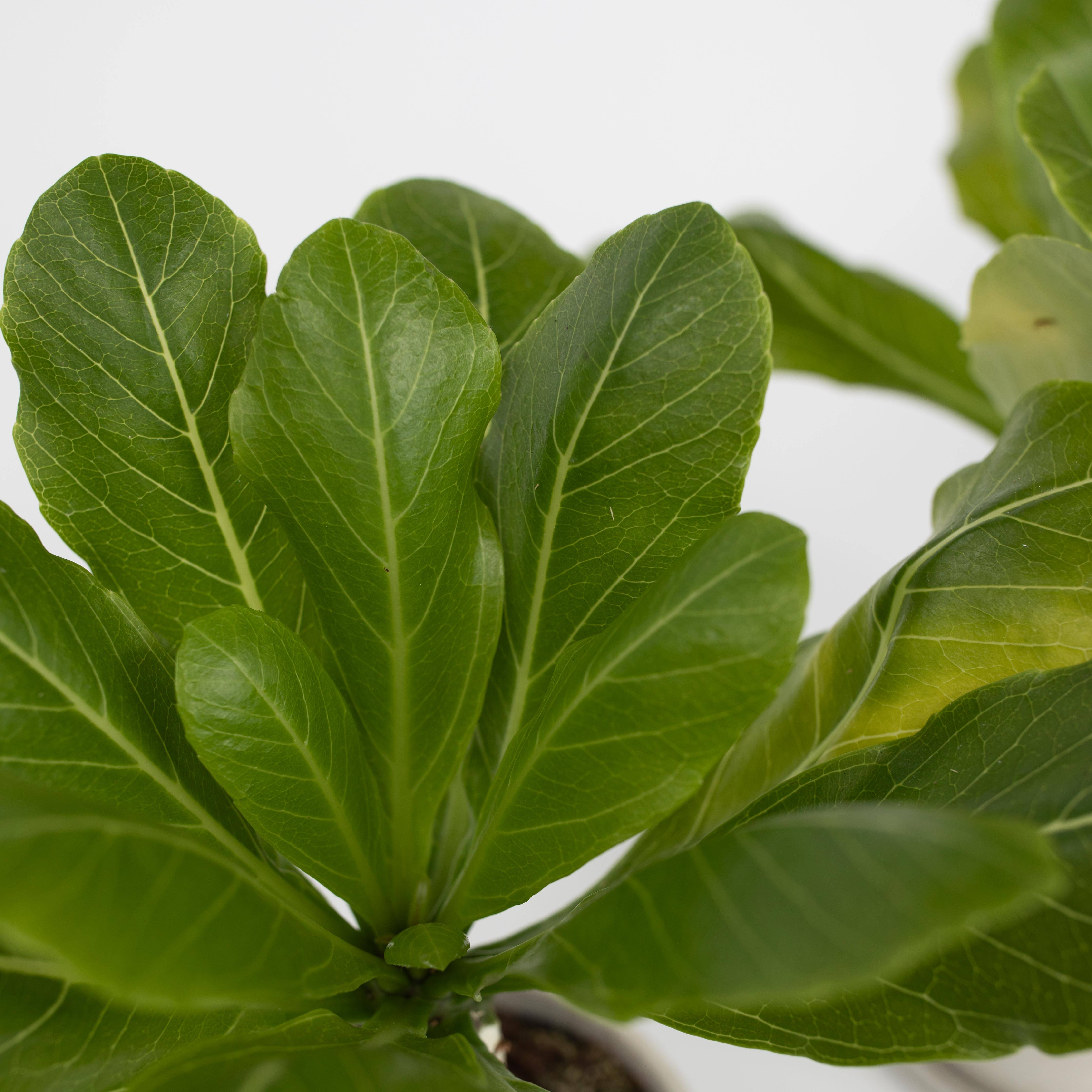Plant In A Box - Palmier hawaïen - Brighamia insignis - Hauteur 25-35cm - Pot 12cm - Image 4