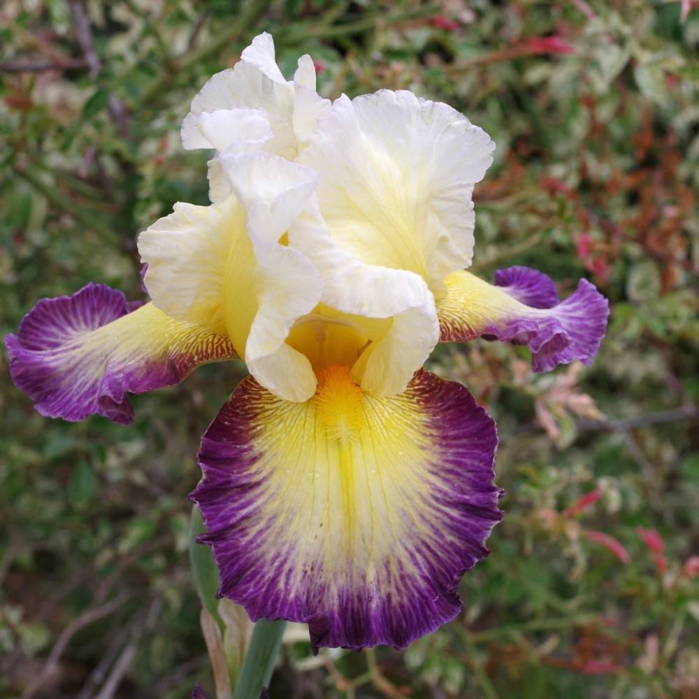 Iris germanica Galopade - Grand Iris des Jardins Godet de 8/9 cm
