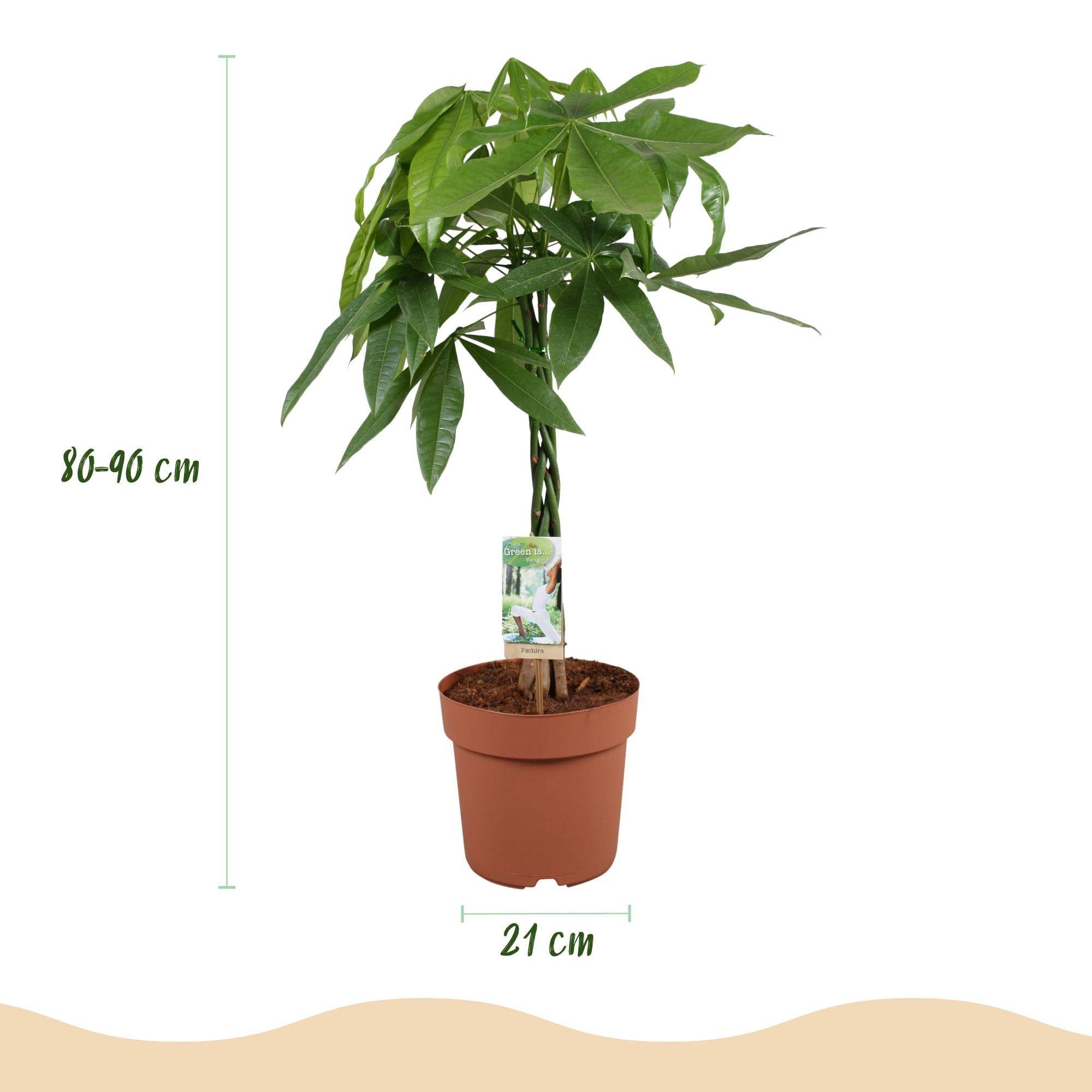 Pachira Aquatica Tronc Tressé - D21 H90cm - Image 4