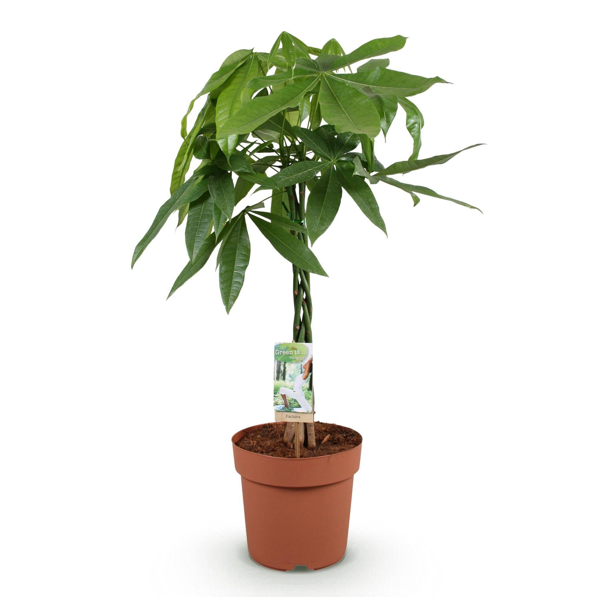 La Green Touch - Pachira Aquatica Tronc Tressé - D21 H90cm - Image 3
