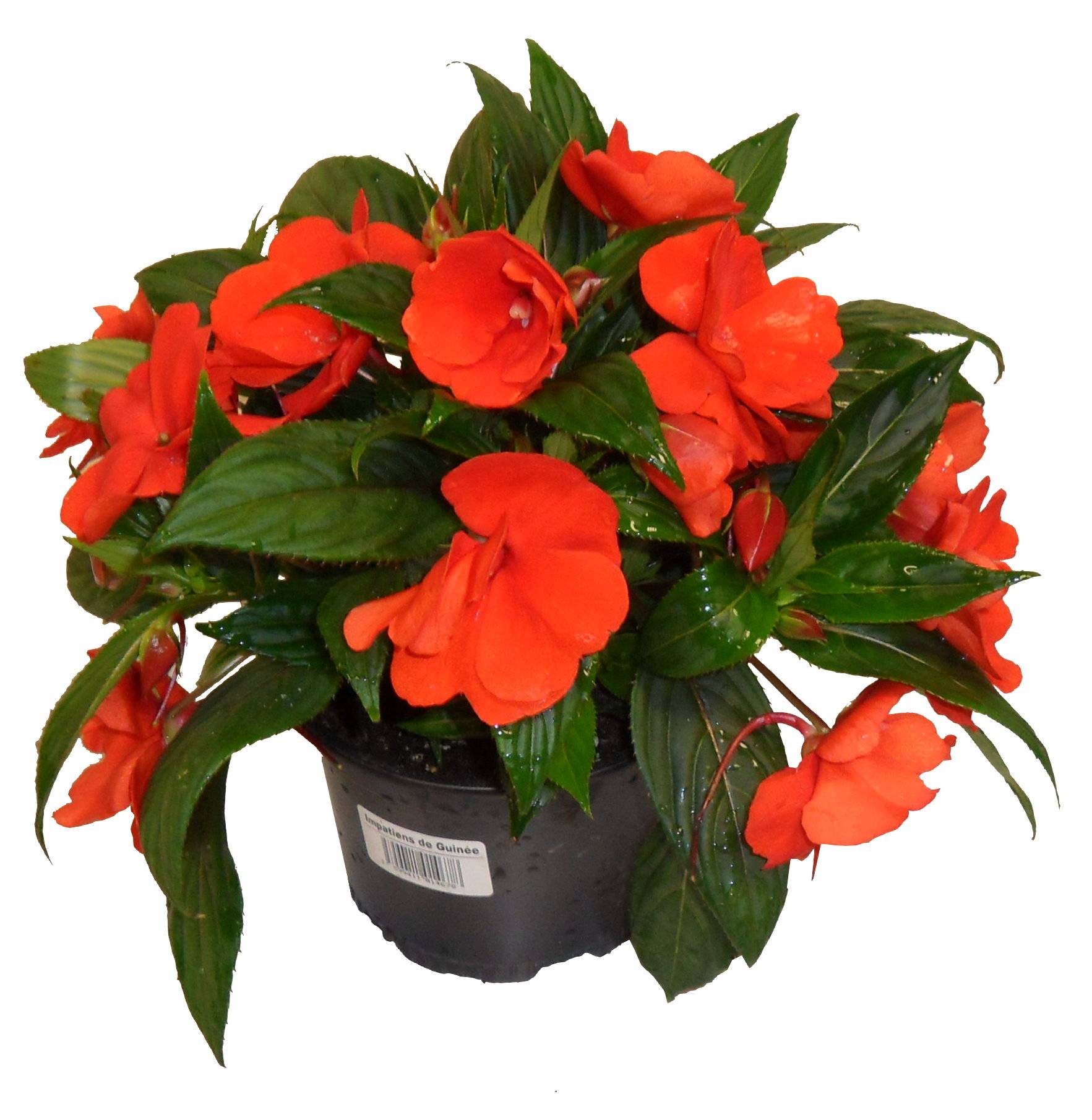 Horti-Flandre - Impatiens de nouvelle guinée rouge Pot 13 cm