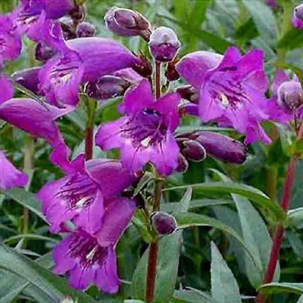 Promesse de Fleurs - Penstemon hybride Midnight - Galane Godet de 8/9 cm