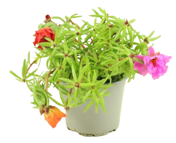 Pourpier pot 10,5 cm