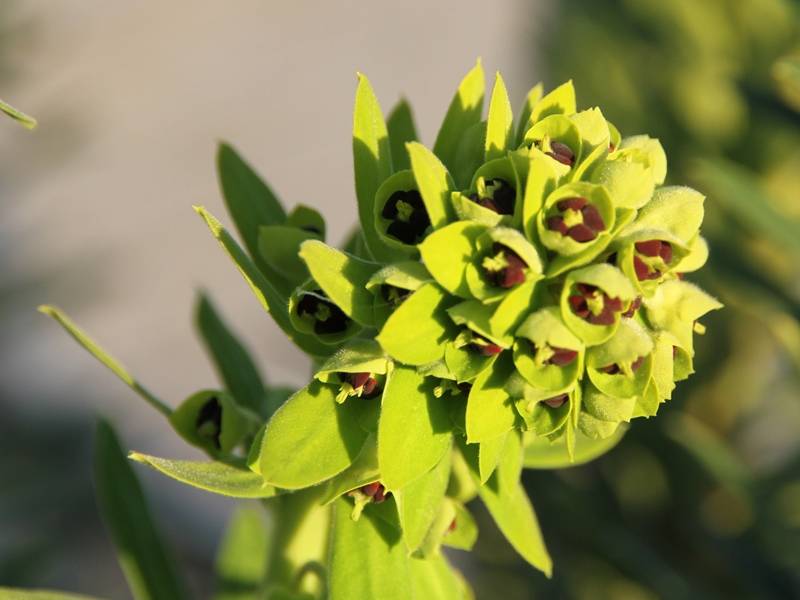 Promesse de Fleurs - Euphorbe characias Black Pearl Godet de 8/9 cm - Image 1
