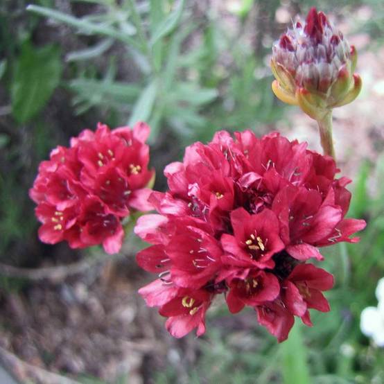 Armeria pseudarmeria Ballerina Red - Gazon d'Espagne. Godet de 8/9 cm