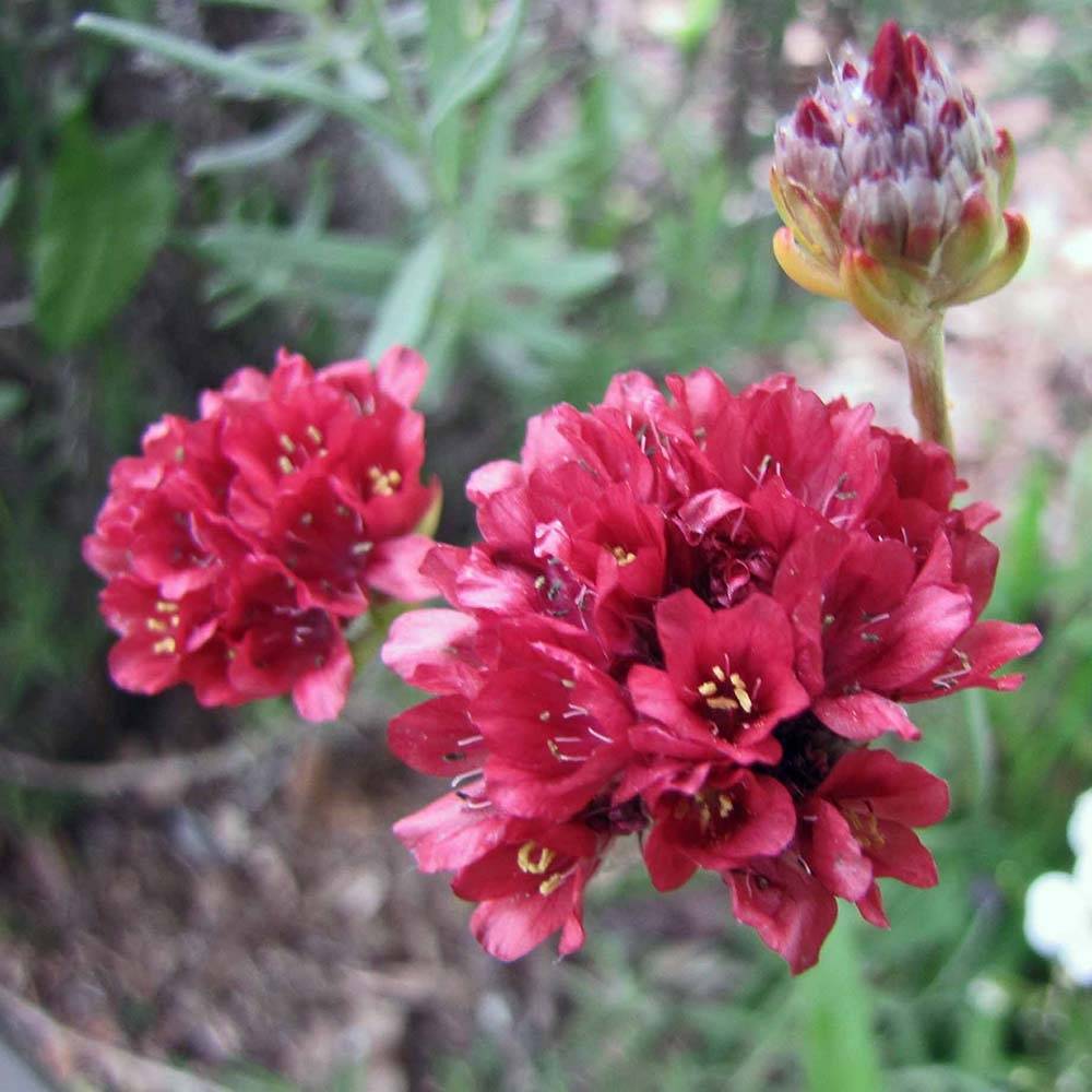 Armeria pseudarmeria Ballerina Red - Gazon d'Espagne. Godet de 8/9 cm