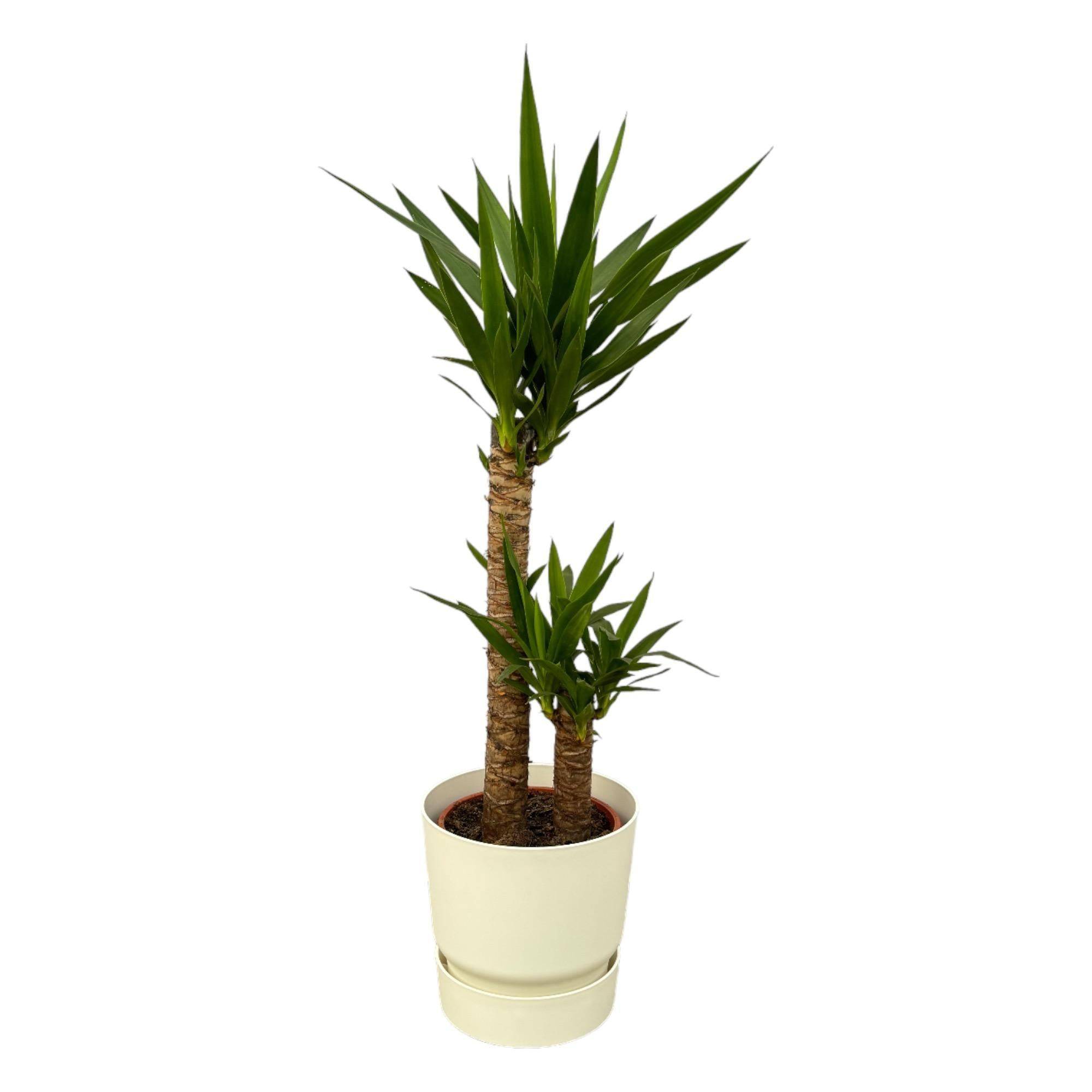 Yucca et son pot- La Green Touch Blanc + Reservoir - Hauteur 100cm