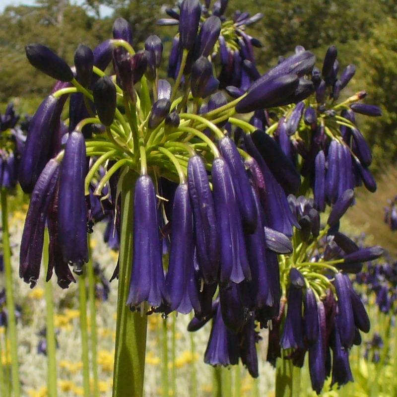 Promesse de Fleurs - Agapanthe Black Pantha Pot de 2L/3L