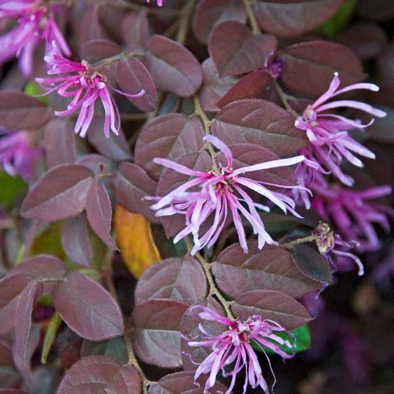 Promesse de Fleurs - Loropetalum chinense Pipa's Red Pot de 2L/3L