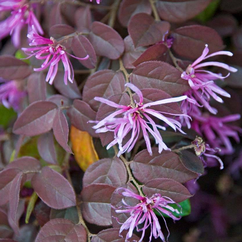 Promesse de Fleurs - Loropetalum chinense Pipa's Red Pot de 2L/3L