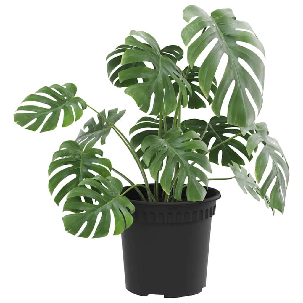 Pot à fleurs rond 24 pcs | Bac à fleurs Noir Ø 15 x 12 cm Plastique - Image 3