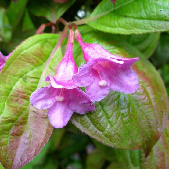 Weigela Wings of Fire Godet de 8/9 cm