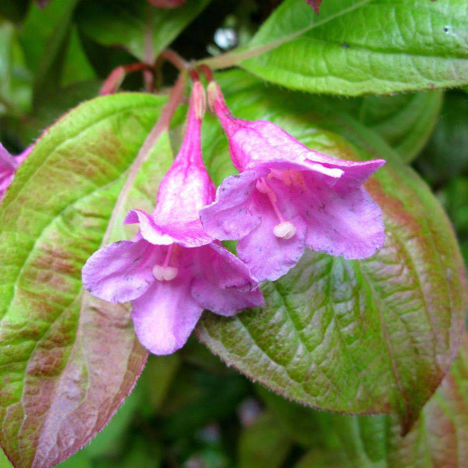 Weigela Wings of Fire  Godet de 8/9 cm