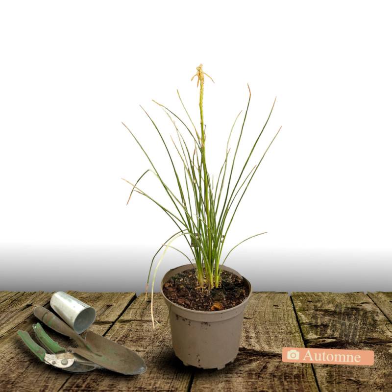 Kniphofia, Tison de Satan Redhot Popsicle® à fleurs Orange/Rouge - feuillage Caduc - Pot de 4L - 40/60 cm - Image 2