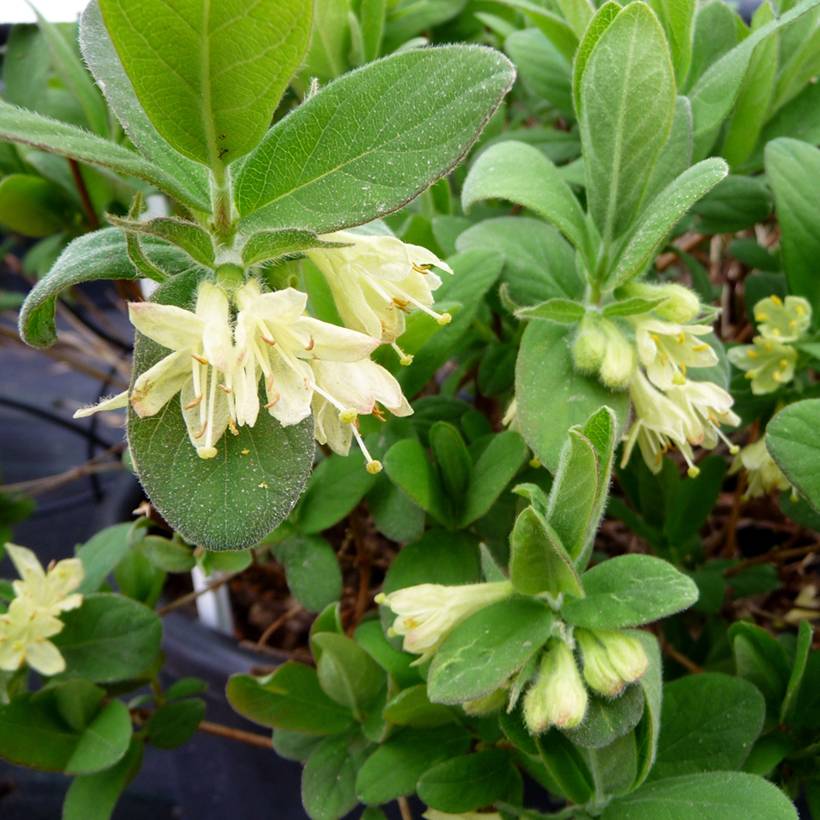 Promesse de Fleurs - Lonicera kamtschatica Kiev - Baie de mai Godet de 8/9 cm, Buisson