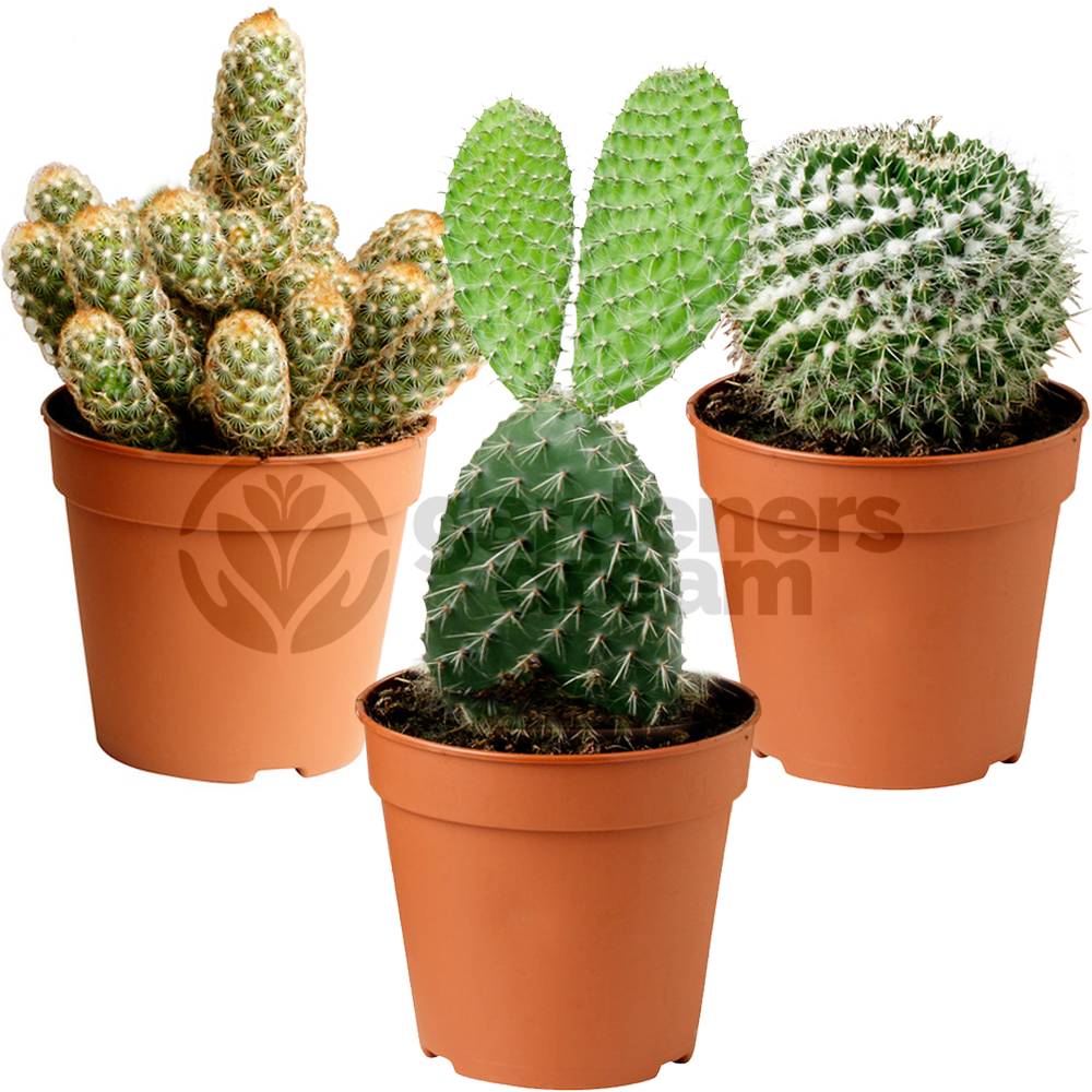 Gardenersdream - Ensemble Cactus Et Plantes Grasses Naturelles Gardenersdream - Assortiment De 3 Plantes Succulentes Naturelles - Idéal Pour Maisons Et Bureaux - Image 1