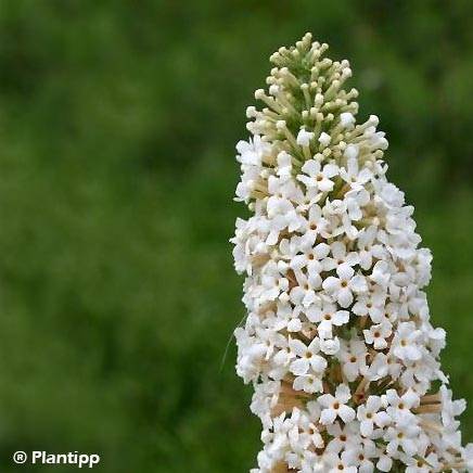 Buddleia davidii Marbled White - Arbre aux Papillons Pot de 2L/3L - Image 1