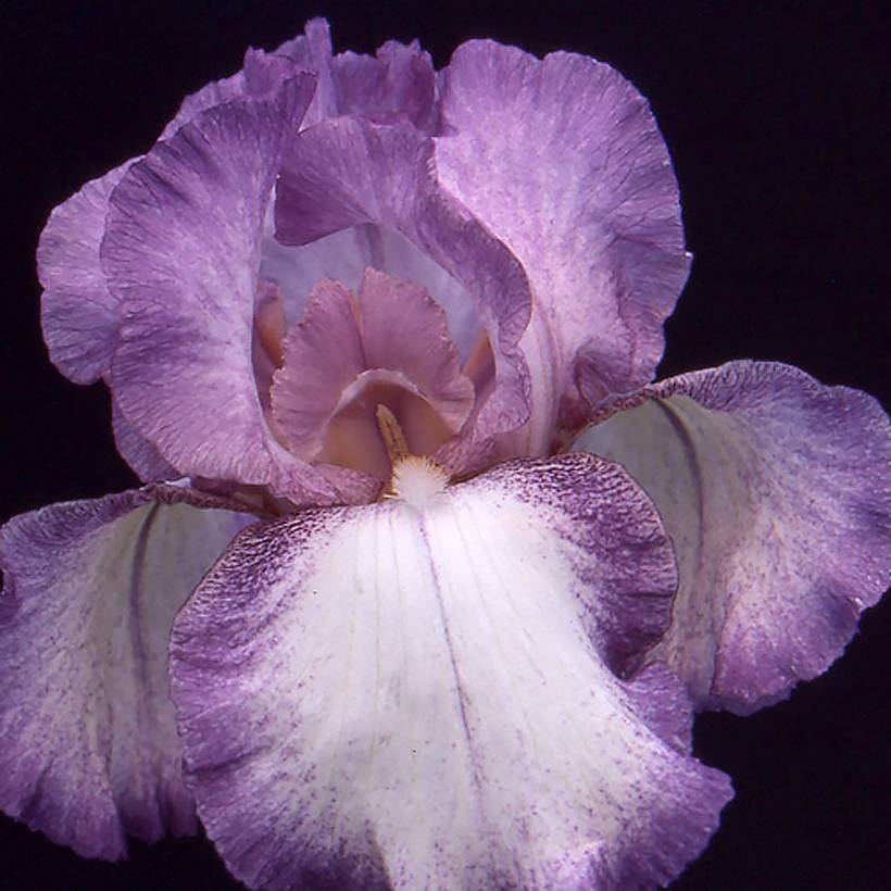 Iris germanica Casino Queen - Iris des Jardins Godet de 8/9 cm