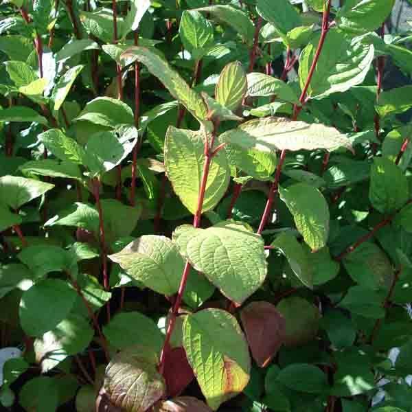 Promesse de Fleurs - Cornus alba Kesselringii - Cornouiller blanc à bois brun violacé Pot de 2L/3L - Image 1