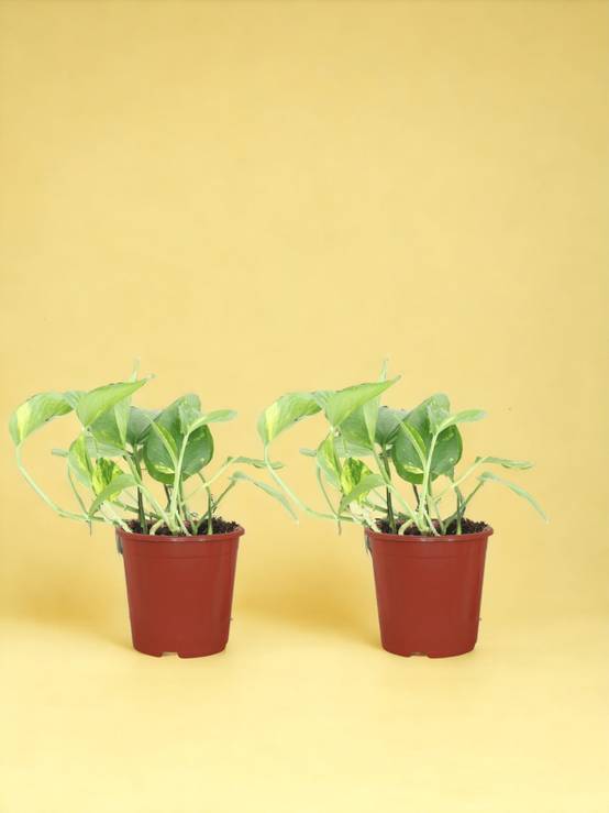 Scindapsus Pictus Trebie (Epipremnum) - D12 H15cm - Image 1