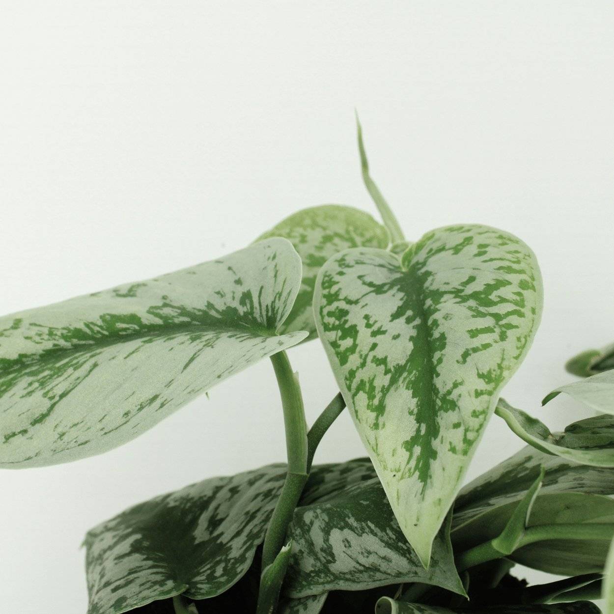 Scindapsus Pictus Trebie (Epipremnum) - D12 H15cm - Image 3