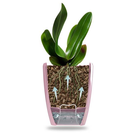 Gt Garden - Lot de 3 pots pour orchidées avec réserve d'eau - Orchidea pourpre 2 litres - GT GARDEN - Image 2