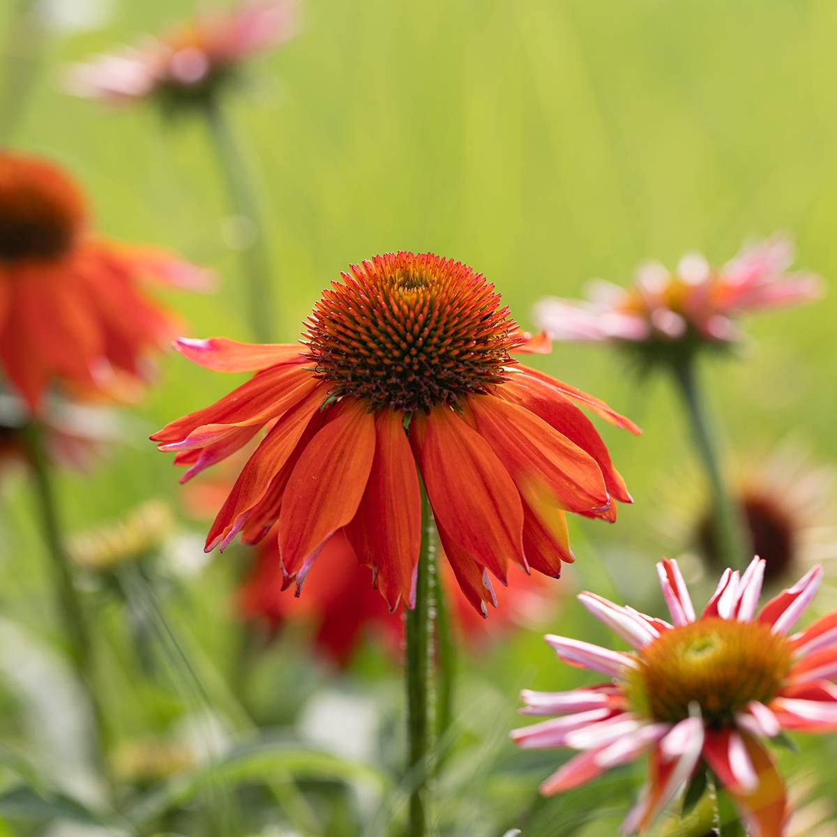 Promesse de Fleurs - Echinacea Lakota Orange - Echinacée Mini-motte Ø 3/4 cm (par 3)