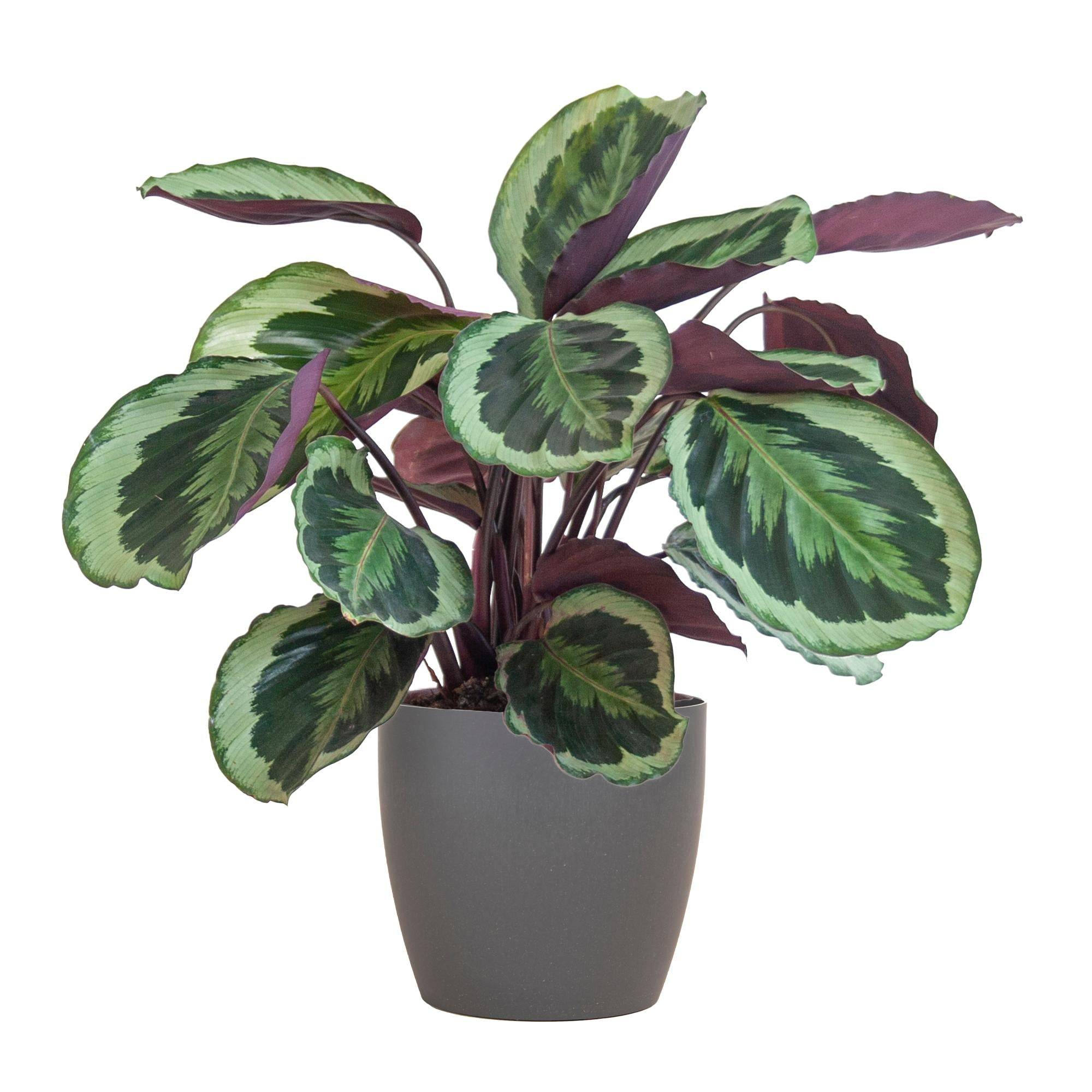 Calathea Medaillon et son pot- La Green Touch Gris - Hauteur 65cm