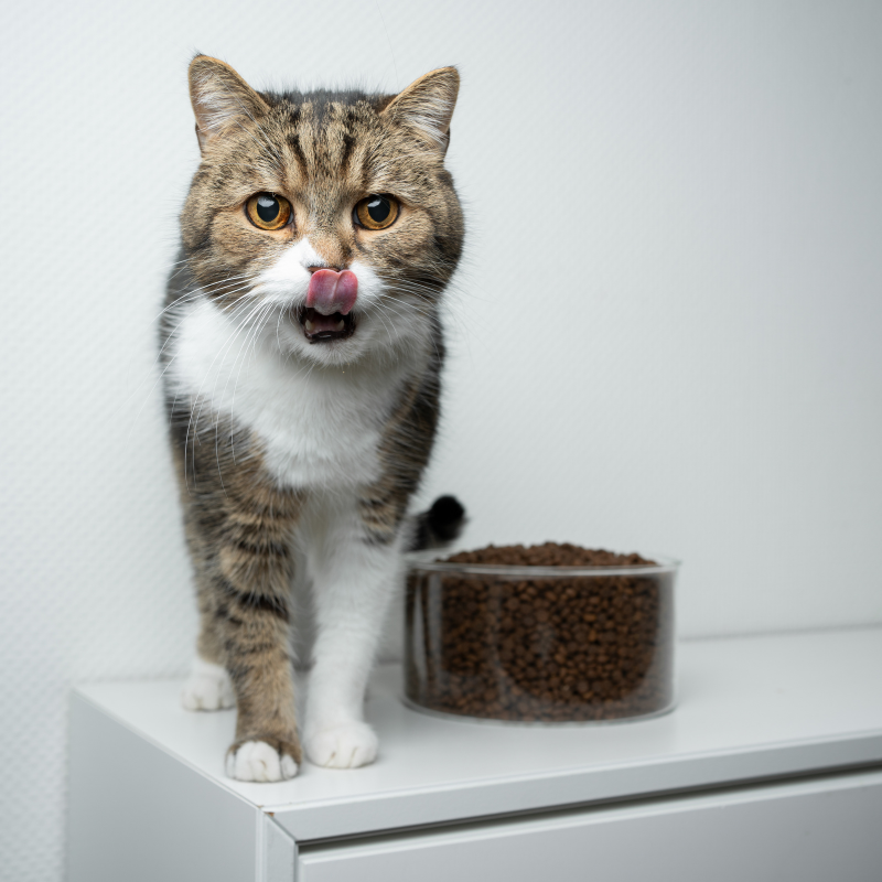 Felichef - Felichef - Terrines Sans Céréales Bio Volaille & Légumes pour Chat - Image 2