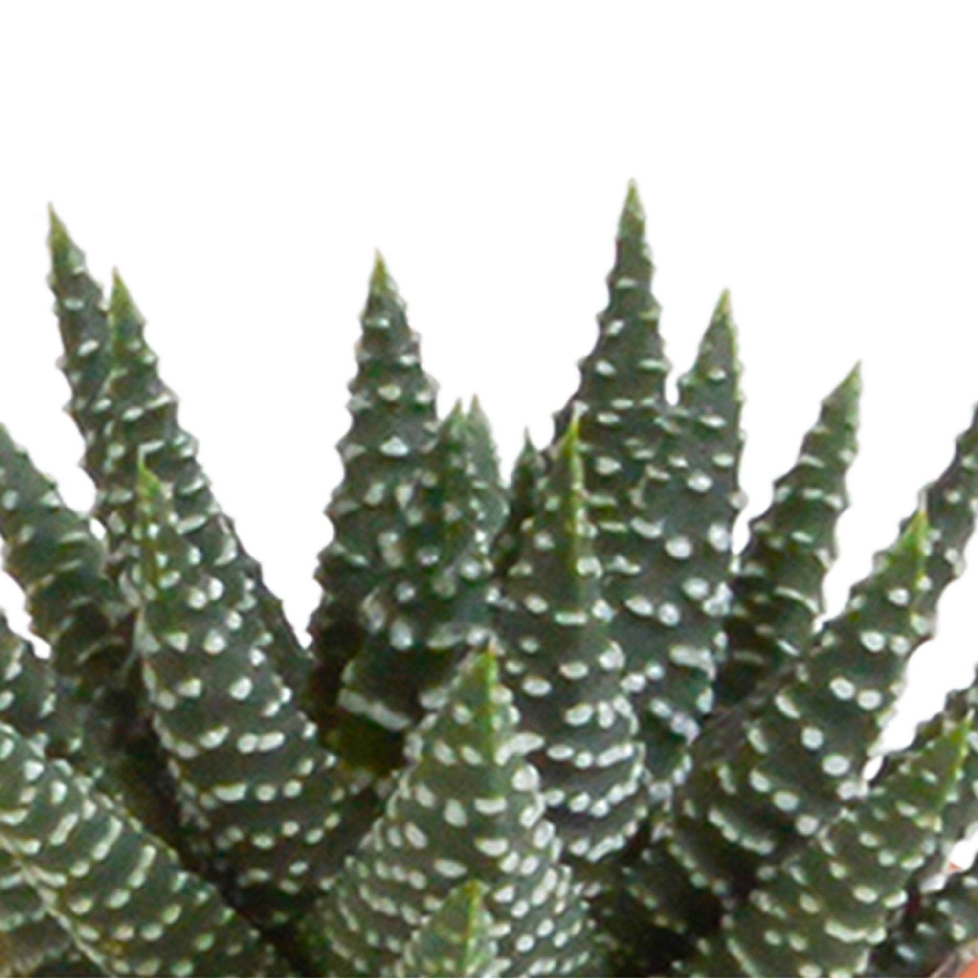 Coffret de 15 cactus et succulente + caches-pots terracotta- La Green Touch - Image 9