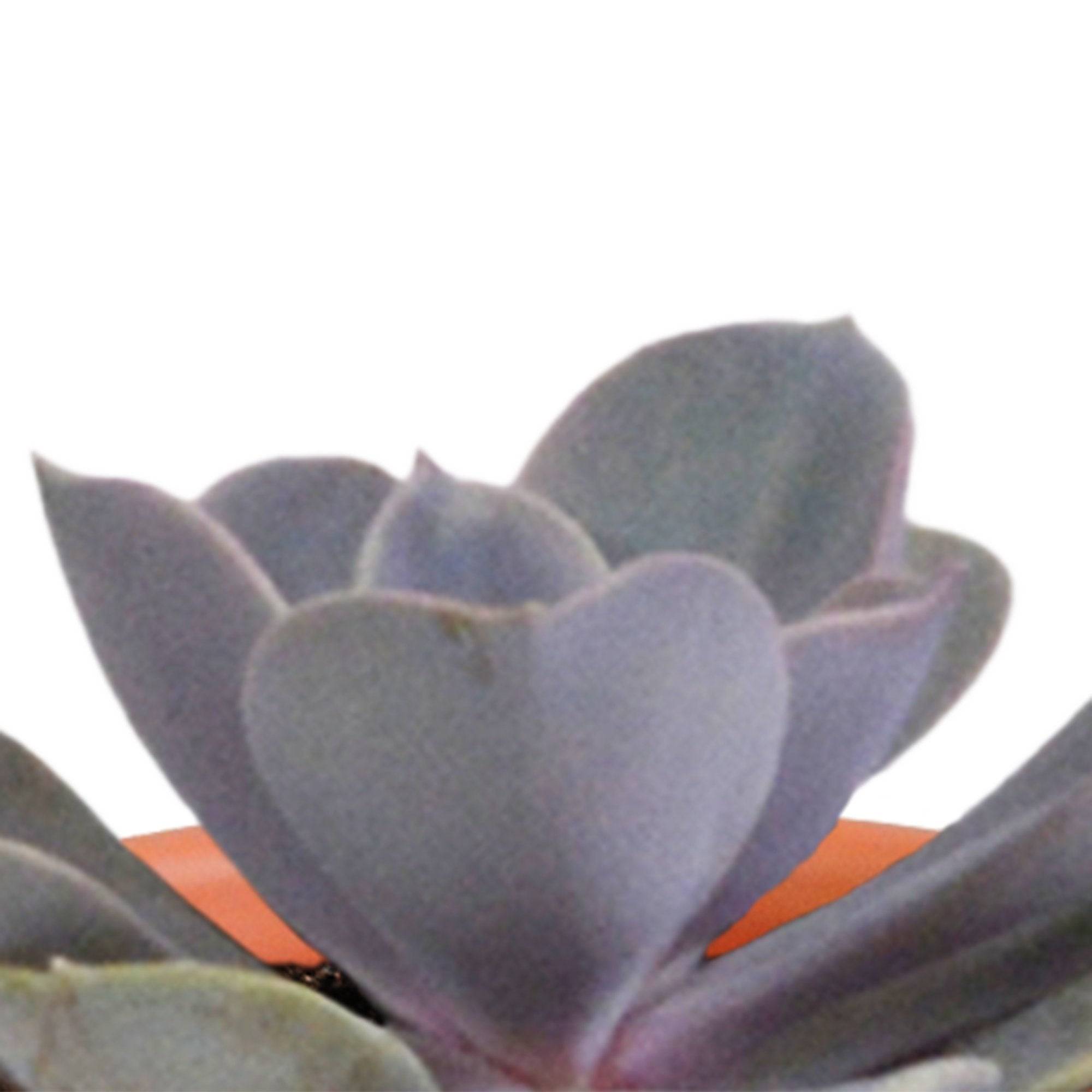 Coffret de 15 cactus et succulente + caches-pots terracotta- La Green Touch - Image 5