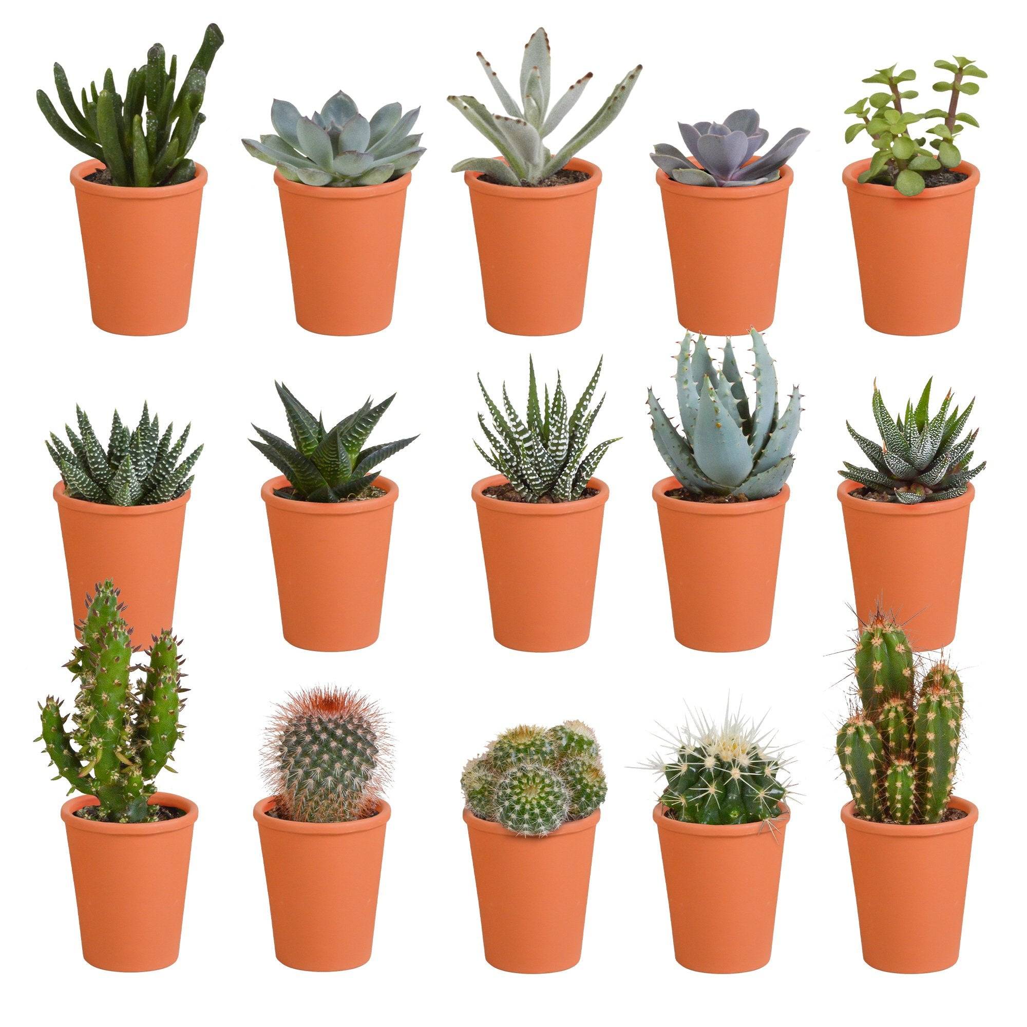 Coffret de 15 cactus et succulente + caches-pots terracotta- La Green Touch - Image 2