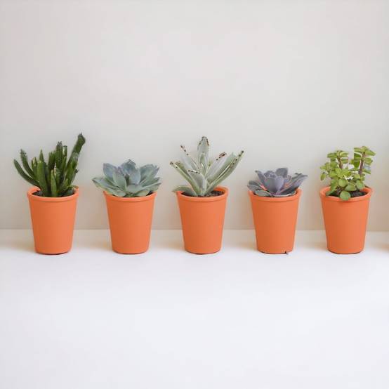 Coffret de 15 cactus et succulente + caches-pots terracotta- La Green Touch - Image 3