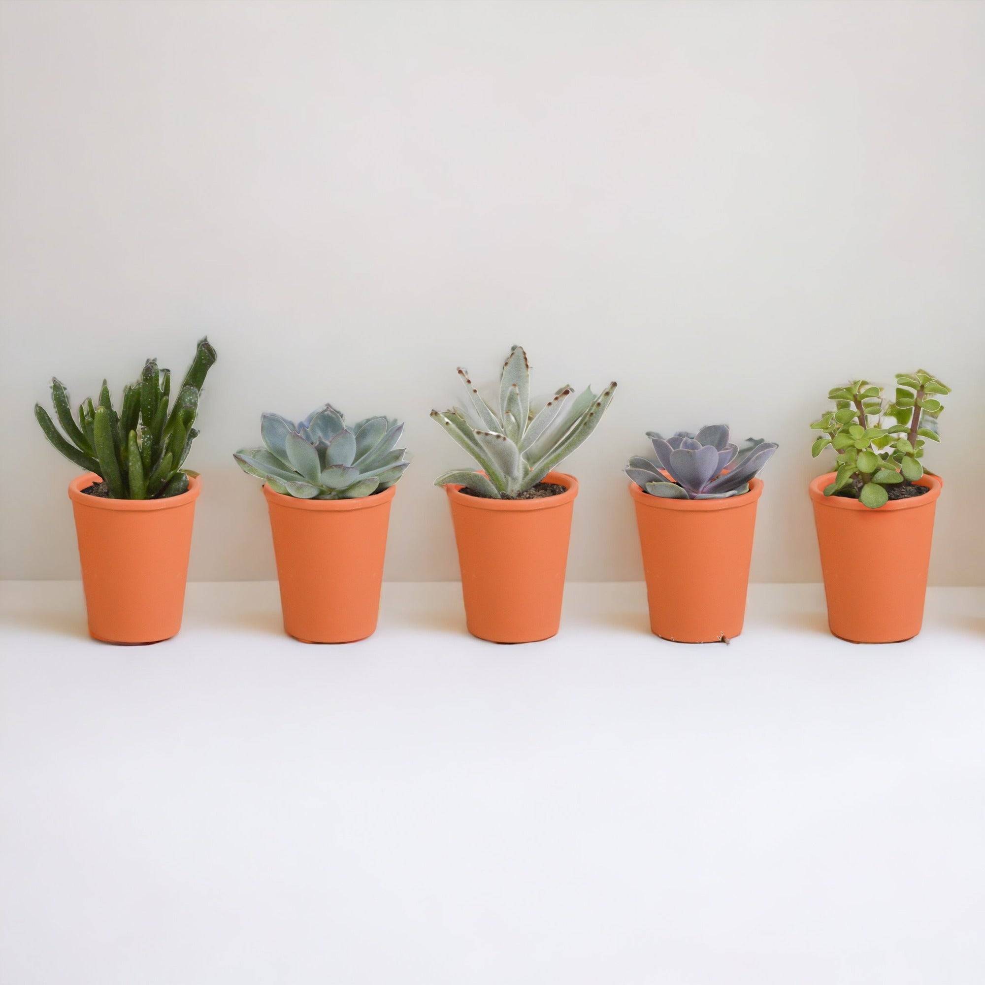Coffret de 15 cactus et succulente + caches-pots terracotta- La Green Touch - Image 3