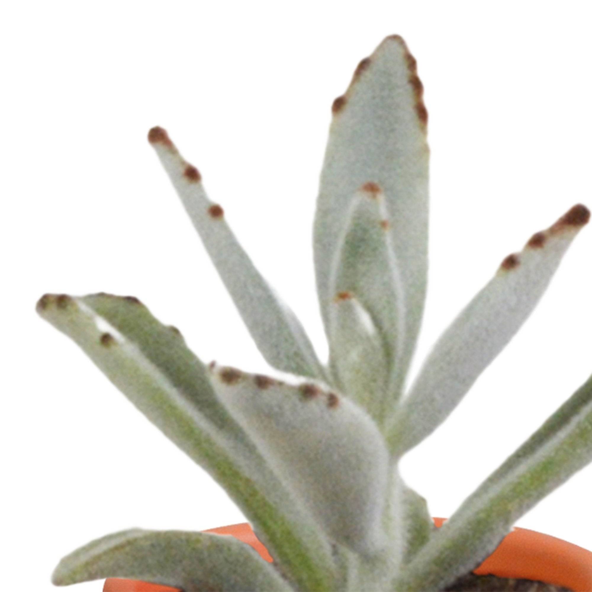 Coffret de 15 cactus et succulente + caches-pots terracotta- La Green Touch - Image 6