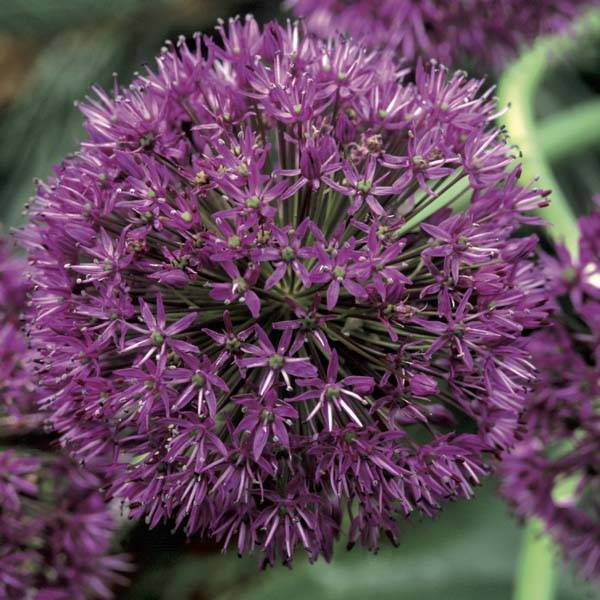 Promesse de Fleurs - Ail d'ornement - Allium aflatunense Purple Sensation Bulbe calibre 12+ (par 5) - Image 1