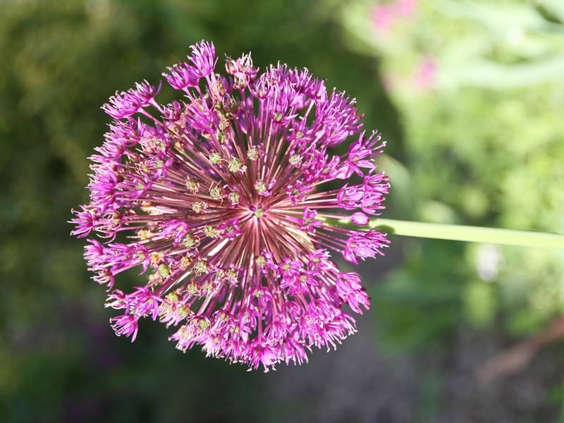 Promesse de Fleurs - Ail d'ornement - Allium aflatunense Purple Sensation Bulbe calibre 12+ (par 5) - Image 2