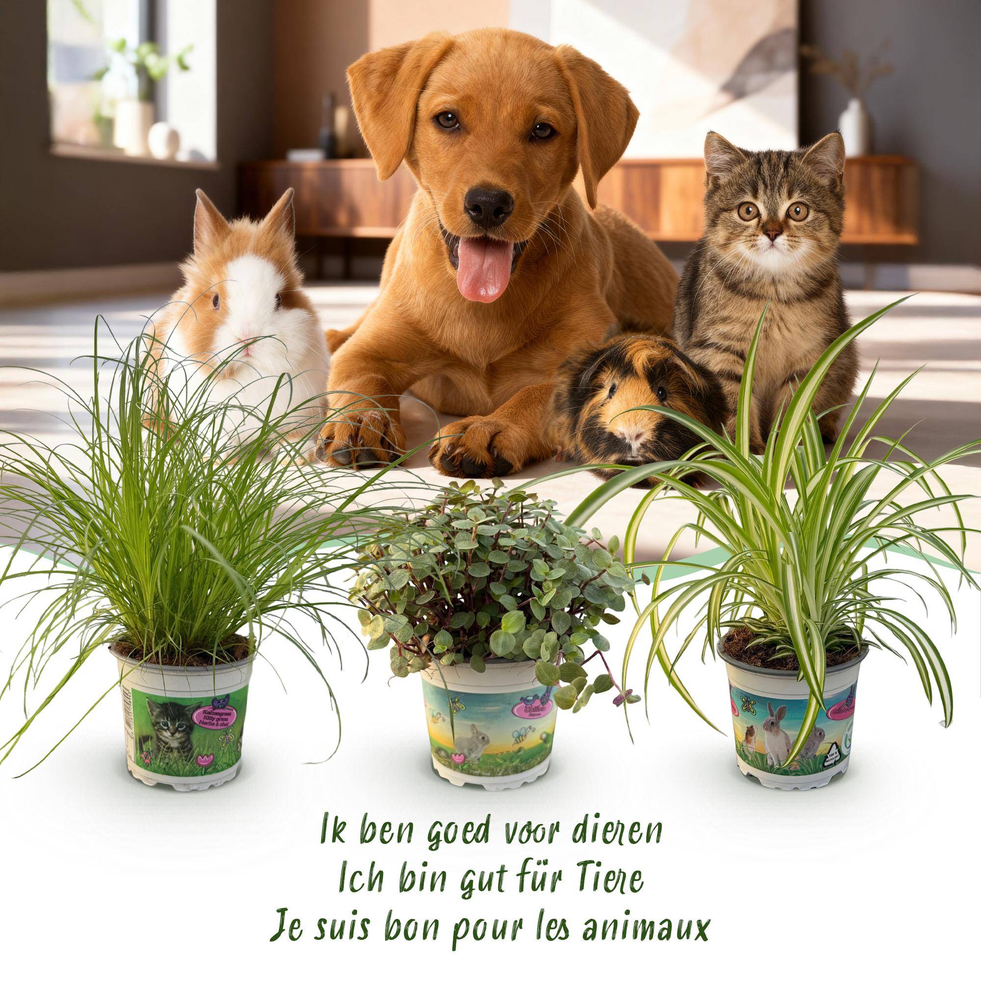 Cyperus - Calissia - Chlorophytum - Pet-friendly - Pot de 12cm - Hauteur 20cm - Gris - Plantes d'intérieur - Image 5