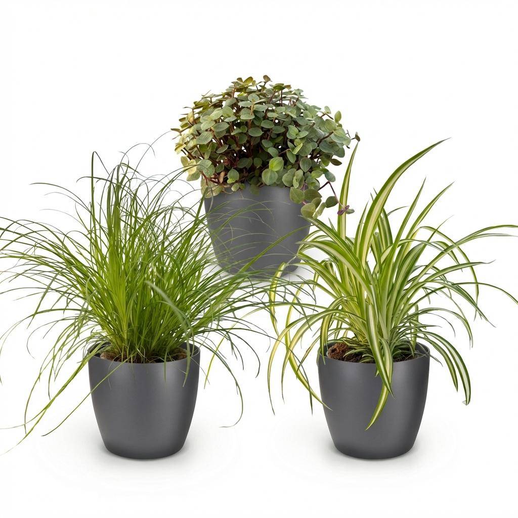 Cyperus - Calissia - Chlorophytum - Pet-friendly - Pot de 12cm - Hauteur 20cm - Gris - Plantes d'intérieur - Image 2