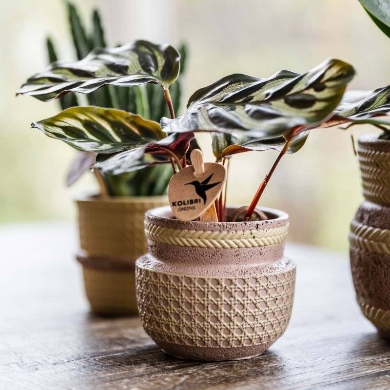 Calathea makoyana - Ø6cm - ↕16cm - Plantes d’intérieur - Image 7