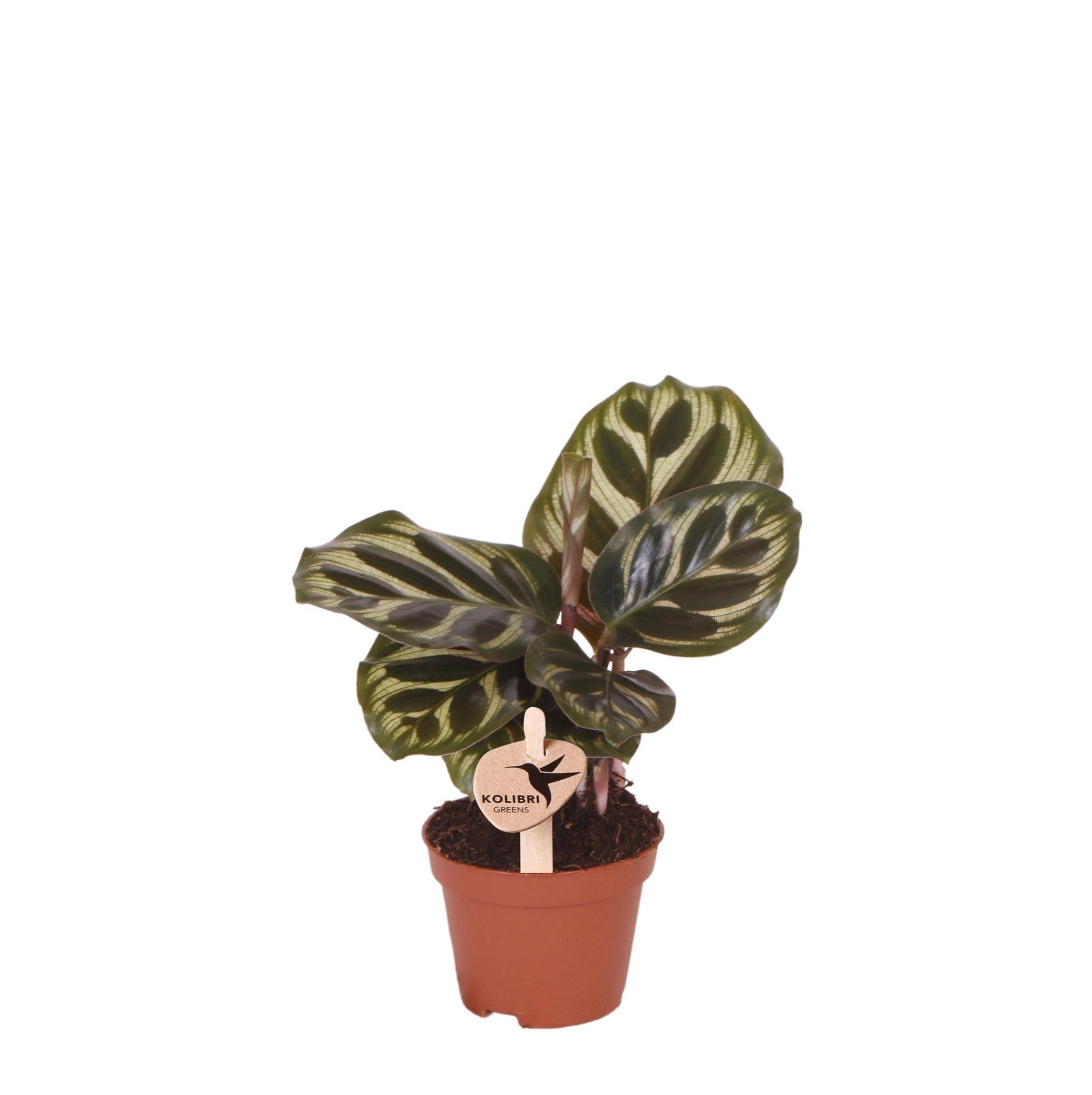 Calathea makoyana - Ø6cm - ↕16cm - Plantes d’intérieur
