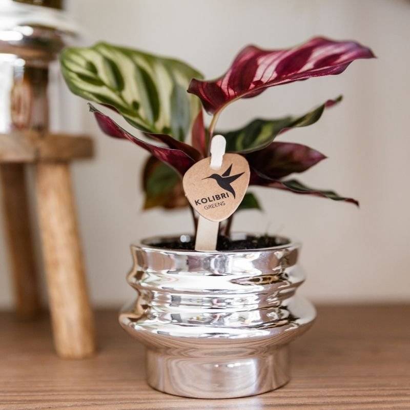 Calathea makoyana - Ø6cm - ↕16cm - Plantes d’intérieur - Image 9