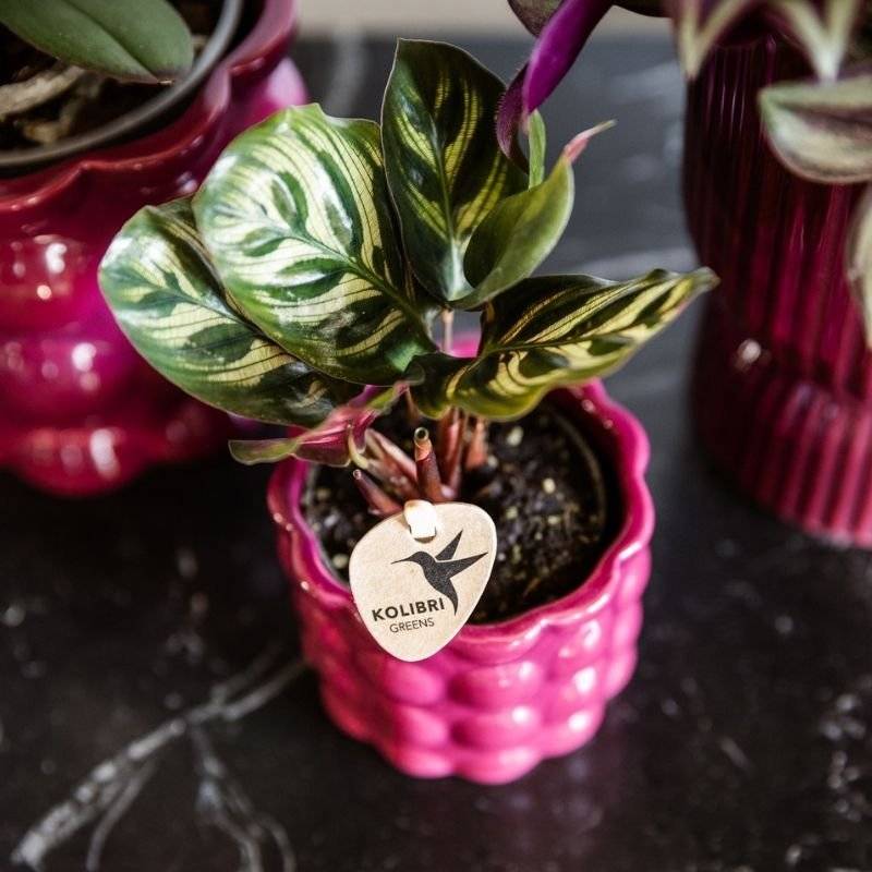 Calathea makoyana - Ø6cm - ↕16cm - Plantes d’intérieur - Image 3