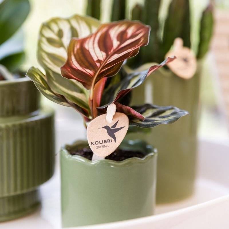 Calathea makoyana - Ø6cm - ↕16cm - Plantes d’intérieur - Image 2