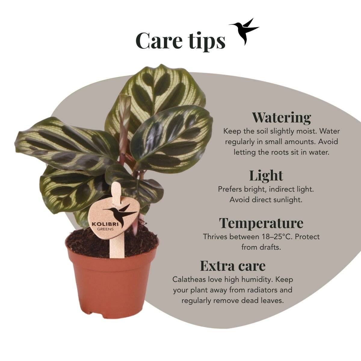 Calathea makoyana - Ø6cm - ↕16cm - Plantes d’intérieur - Image 10