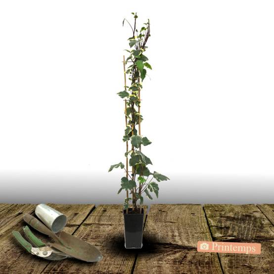 Lierre des colchide Dentata Variegata - Godet - 5/20 cm - Image 8