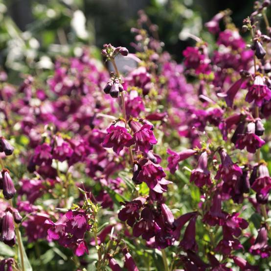 Promesse de Fleurs - Penstemon Raven - Galane Godet de 8/9 cm