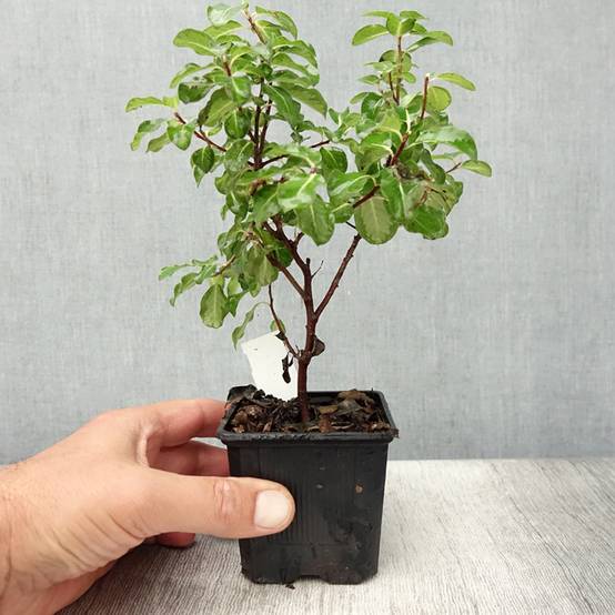 Pittosporum tenuifolium Brin de Soleil Godet de 8/9 cm - Image 2