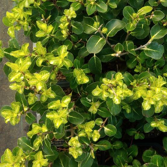 Pittosporum tenuifolium Brin de Soleil Godet de 8/9 cm - Image 1