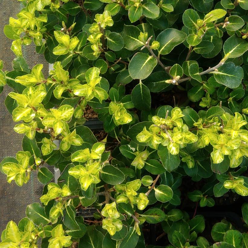 Pittosporum tenuifolium Brin de Soleil Godet de 8/9 cm - Image 1